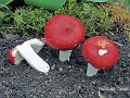 Russula mairei-amf2144